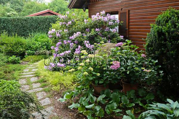 545125 - Rhododendron (Rhododendron) and hydrangea (Hydrangea) in front of a garden house