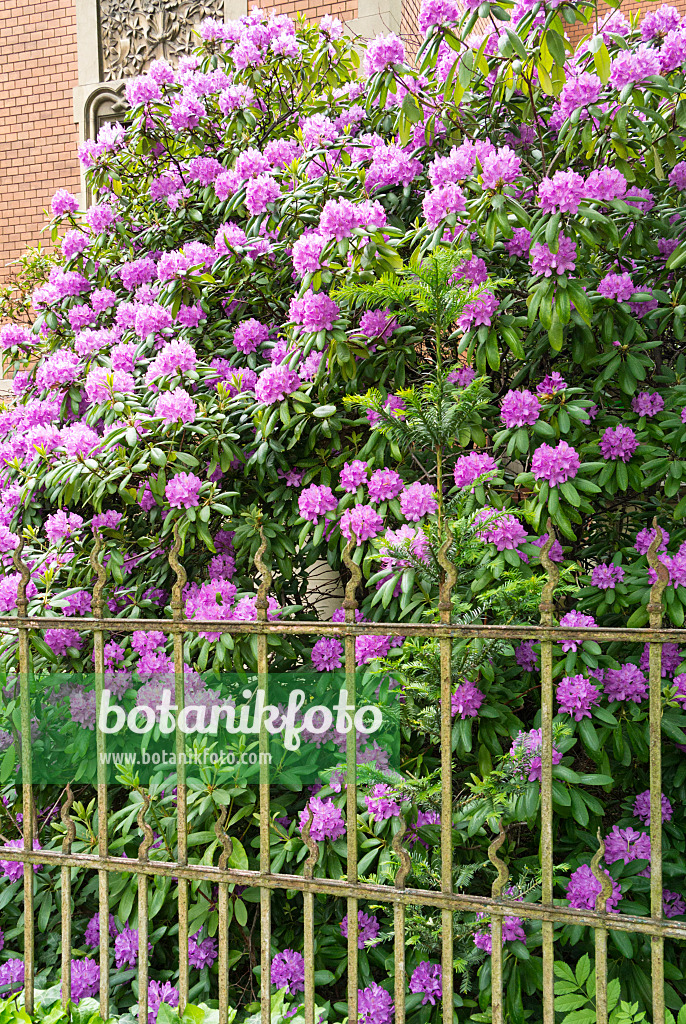 544179 - Rhododendron (Rhododendron) in a front garden