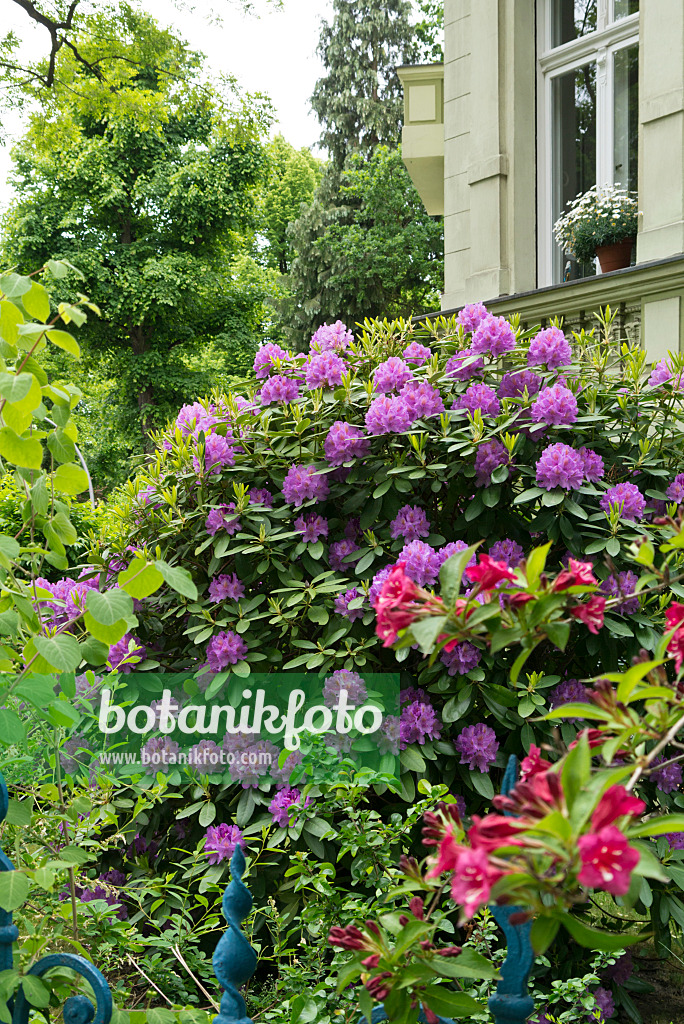 544184 - Rhododendron (Rhododendron) in a front garden