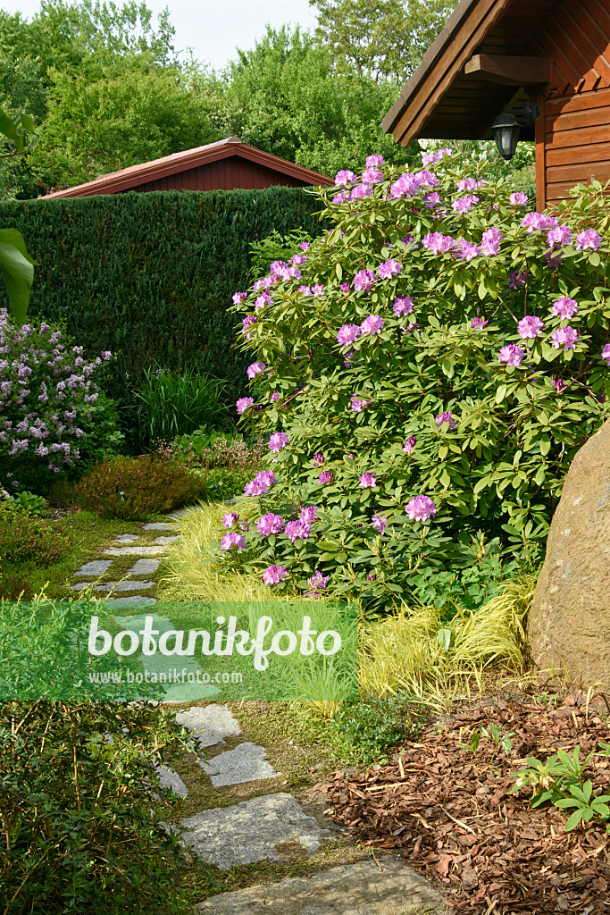 556058 - Rhododendron (Rhododendron) in front of a garden house