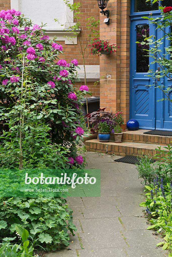 544191 - Rhododendron (Rhododendron) in front of a house entrance