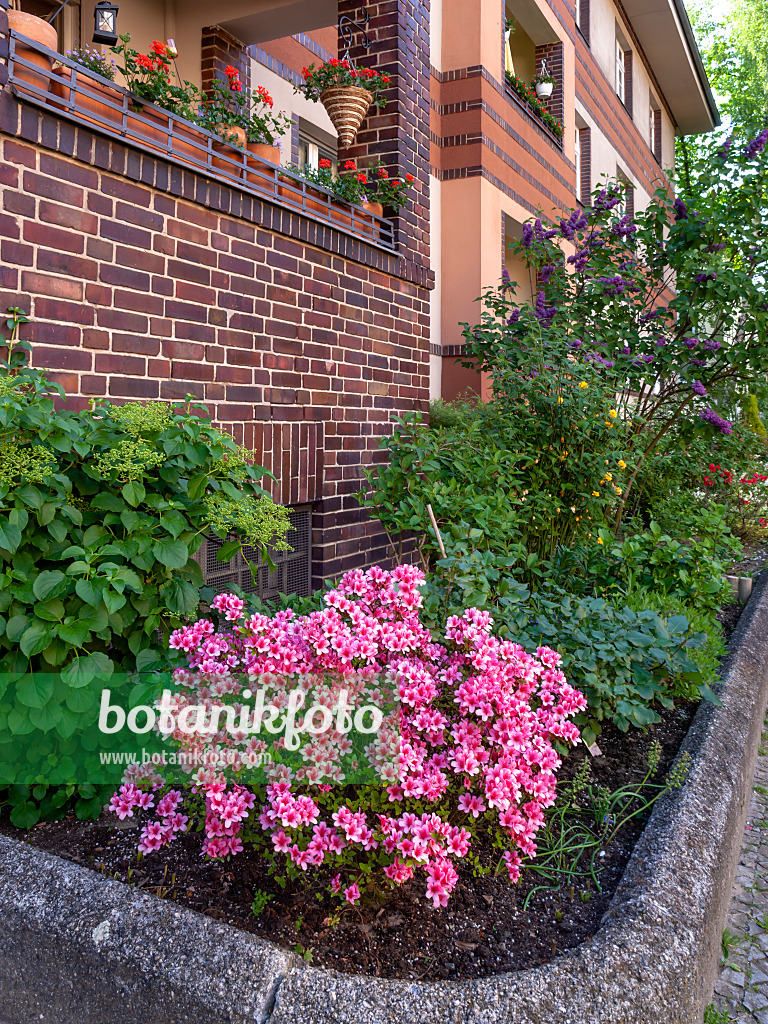 460083 - Rhododendron (Rhododendron) in the front garden of an apartment building