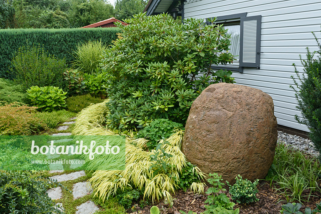 559074 - Rhododendron (Rhododendron) and Japanese forest grass (Hakonechloa macra 'Aureola')