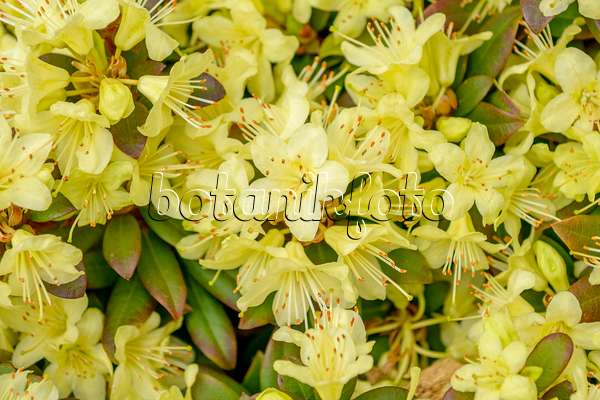 593181 - Rhododendron (Rhododendron keiskei Princess Anne')