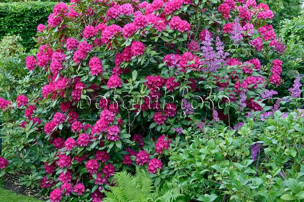 568005 - Rhododendron (Rhododendron) and lilac (Syringa)