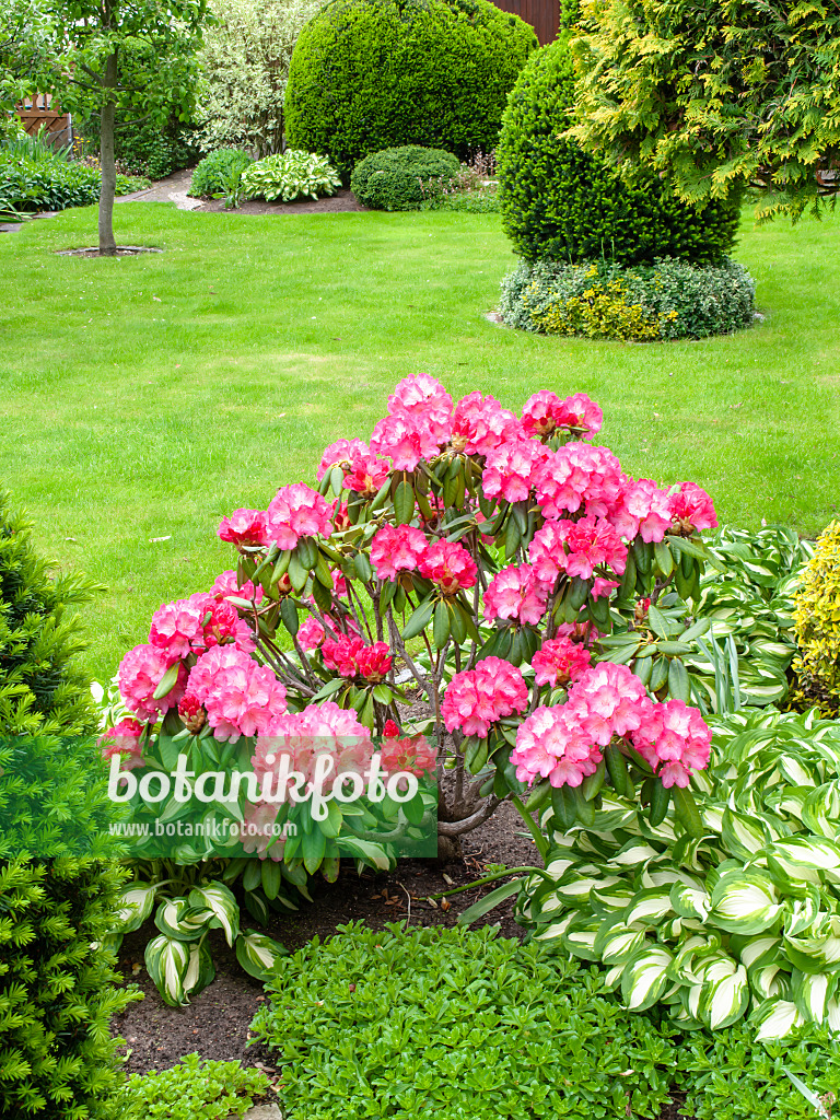 484358 - Rhododendron (Rhododendron) and plantain lilies (Hosta)