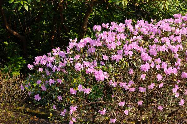 483172 - Rhododendron (Rhododendron x praecox)