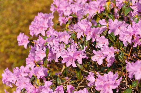 483173 - Rhododendron (Rhododendron x praecox)