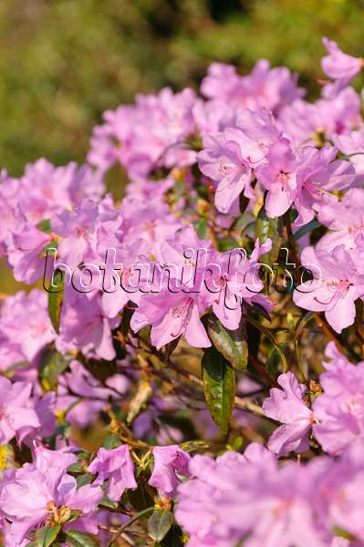 483174 - Rhododendron (Rhododendron x praecox)