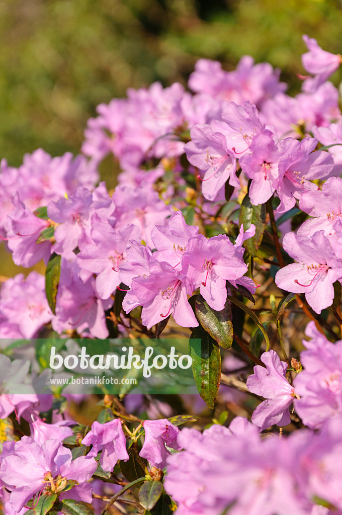 483174 - Rhododendron (Rhododendron x praecox)