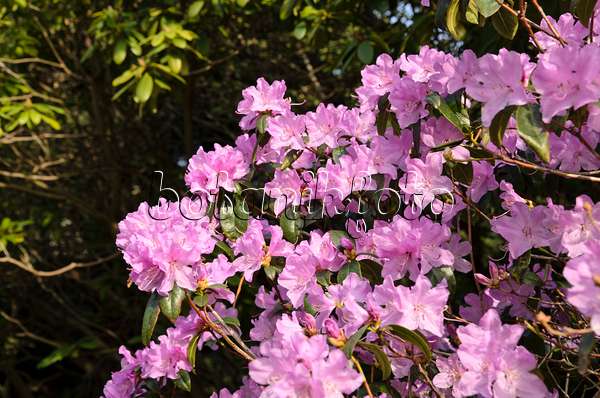 495012 - Rhododendron (Rhododendron x praecox)