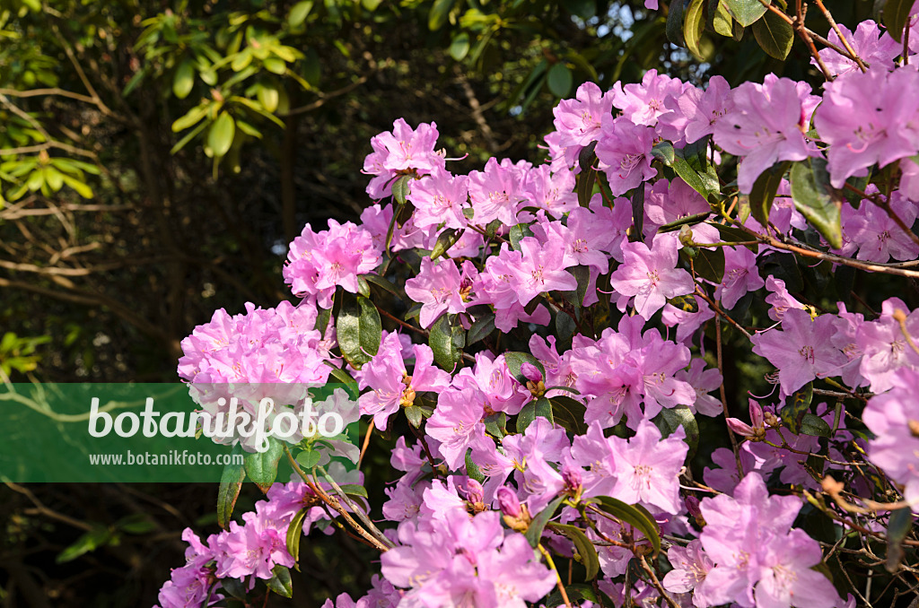 495012 - Rhododendron (Rhododendron x praecox)