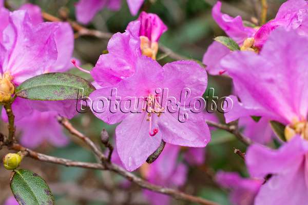 555013 - Rhododendron (Rhododendron x praecox)
