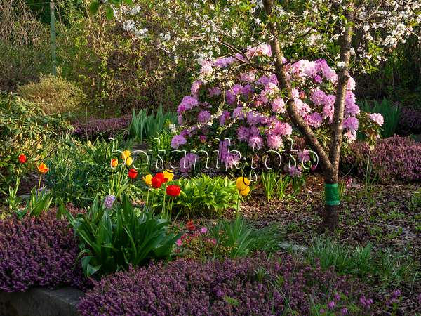 459081 - Rhododendron (Rhododendron), tulip (Tulipa) and winter heather (Erica carnea syn. Erica herbacea)