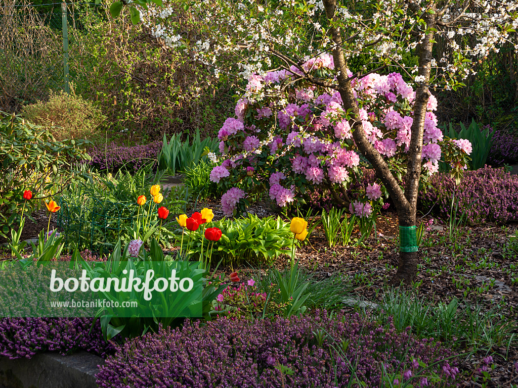 459081 - Rhododendron (Rhododendron), tulip (Tulipa) and winter heather (Erica carnea syn. Erica herbacea)