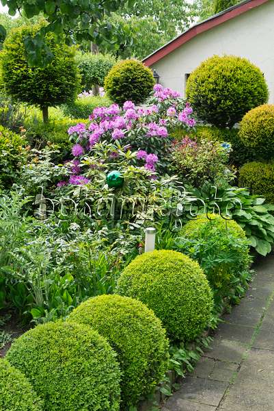 532015 - Rhododendron (Rhododendron), yews (Taxus) and boxwoods (Buxus) with spherical shape