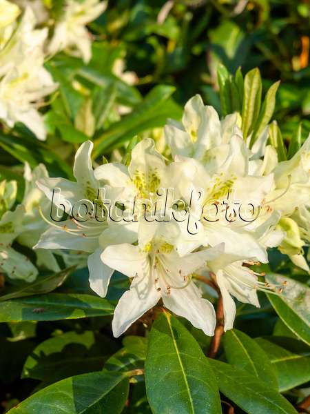 460067 - Rhododendron (Rhododendron yunnanense)