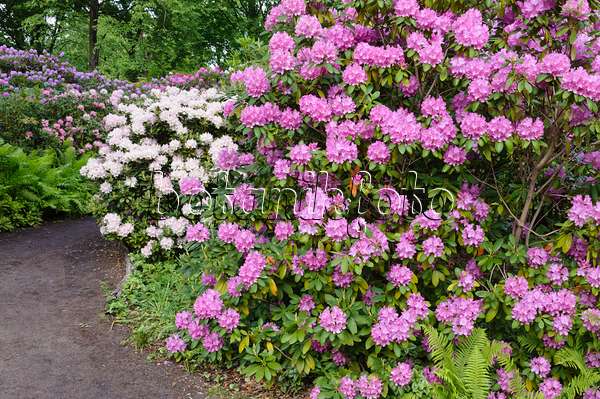 472220 - Rhododendrons (Rhododendron)