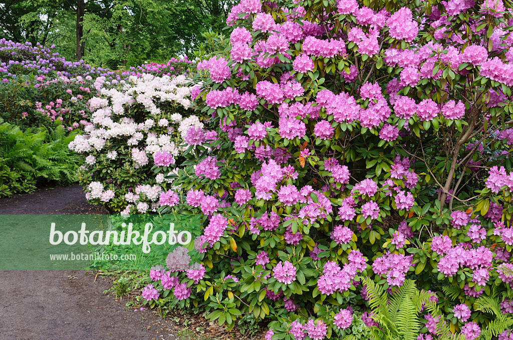 472220 - Rhododendrons (Rhododendron)