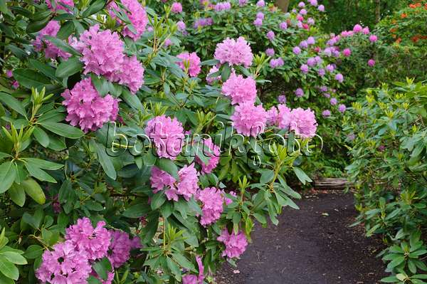 472221 - Rhododendrons (Rhododendron)