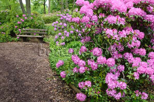 472222 - Rhododendrons (Rhododendron)