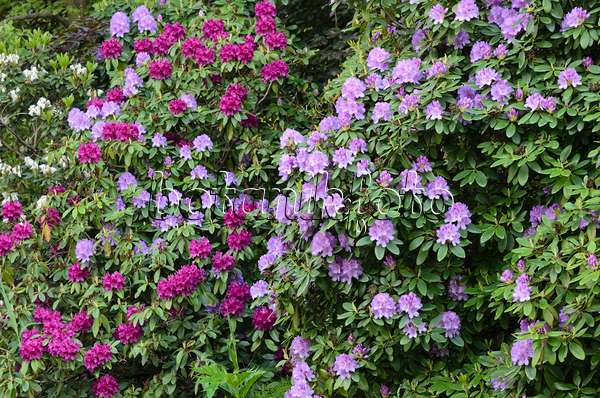 520330 - Rhododendrons (Rhododendron)