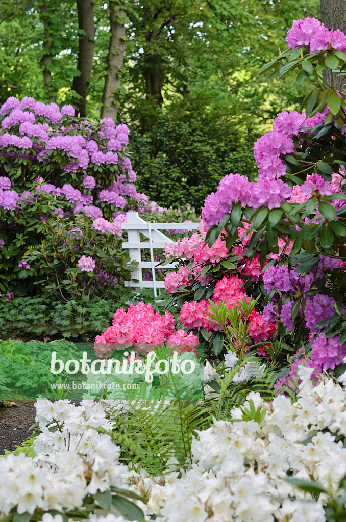 520341 - Rhododendrons (Rhododendron)