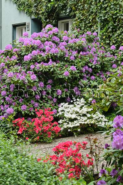 520350 - Rhododendrons (Rhododendron)