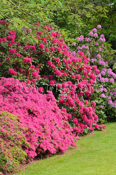 520423 - Rhododendrons (Rhododendron)