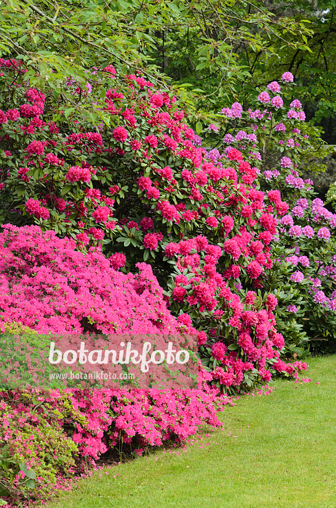 520423 - Rhododendrons (Rhododendron)