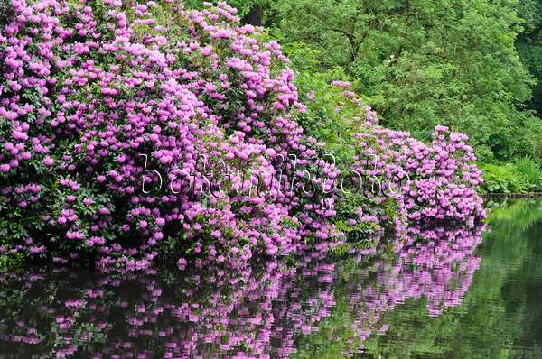 520358 - Rhododendrons (Rhododendron) à un étang