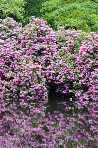 520359 - Rhododendrons (Rhododendron) à un étang