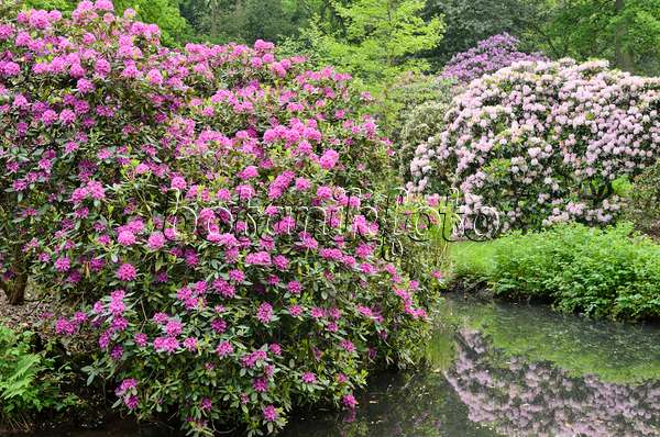 520450 - Rhododendrons (Rhododendron) at a garden pond