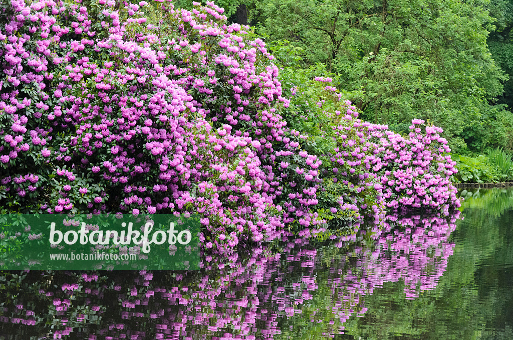 520358 - Rhododendrons (Rhododendron) at a pond