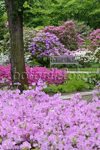 520335 - Rhododendrons (Rhododendron) and azaleas (Rhododendron)