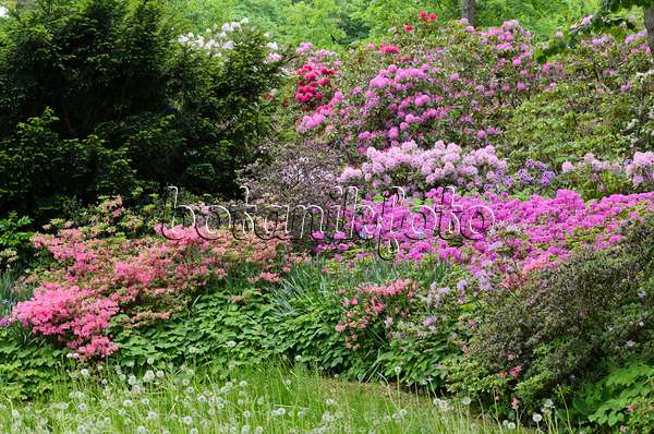 520336 - Rhododendrons (Rhododendron) and azaleas (Rhododendron)