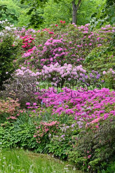 520337 - Rhododendrons (Rhododendron) and azaleas (Rhododendron)