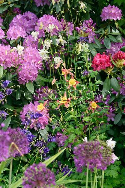 556052 - Rhododendrons (Rhododendron), columbines (Aquilegia) and ornamental onions (Allium)