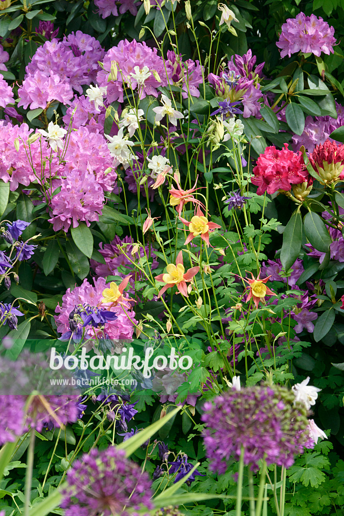 556052 - Rhododendrons (Rhododendron), columbines (Aquilegia) and ornamental onions (Allium)