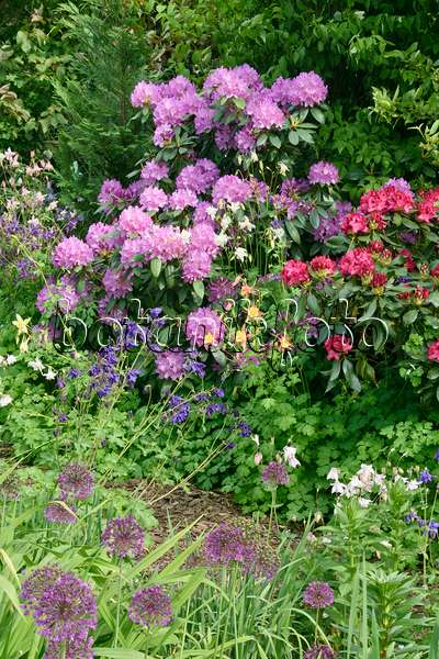 556053 - Rhododendrons (Rhododendron), columbines (Aquilegia) and ornamental onions (Allium)