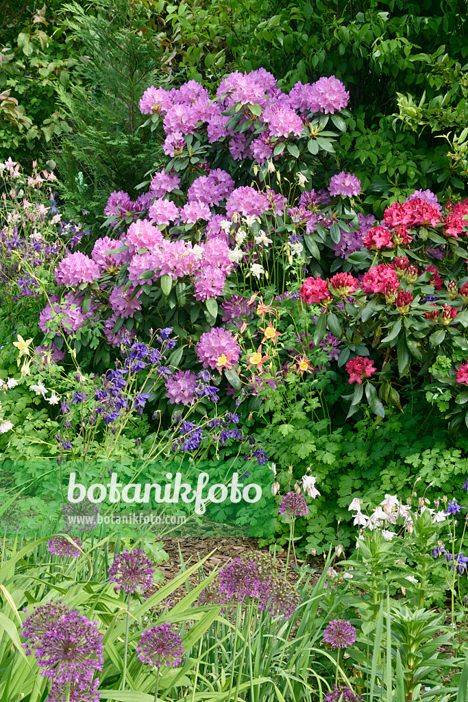 556053 - Rhododendrons (Rhododendron), columbines (Aquilegia) and ornamental onions (Allium)