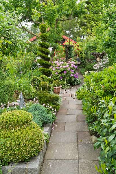 532034 - Rhododendrons (Rhododendron) and eastern arborvitae (Thuja occidentalis) with spiral shape