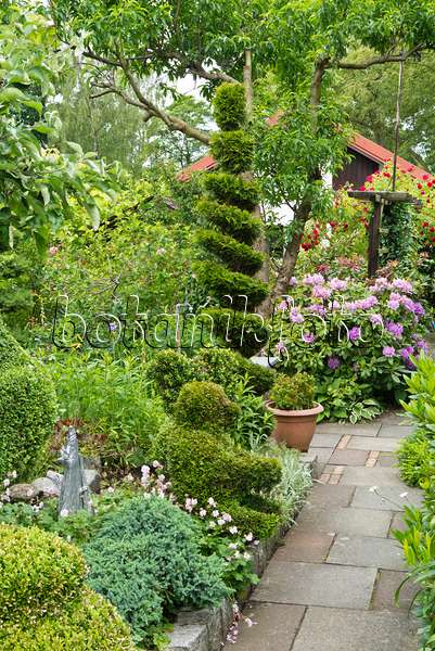 532035 - Rhododendrons (Rhododendron) and eastern arborvitae (Thuja occidentalis) with spiral shape