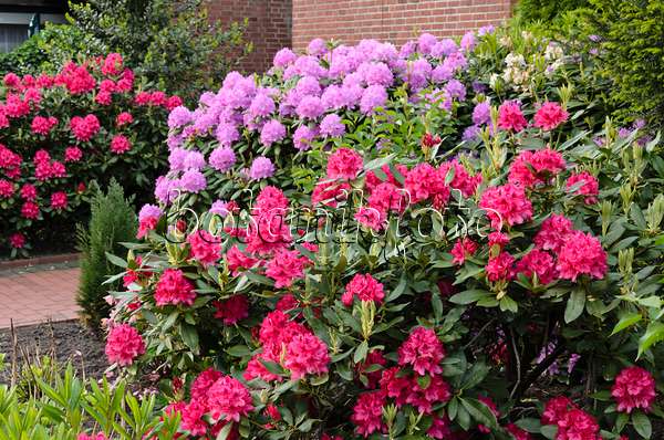 520406 - Rhododendrons (Rhododendron) in a front garden