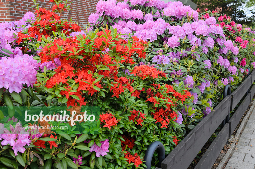 520407 - Rhododendrons (Rhododendron) in a front garden