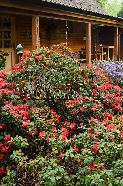 520147 - Rhododendrons (Rhododendron) in front of a garden house