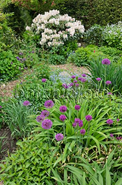 544103 - Rhododendrons (Rhododendron) and ornamental onion (Allium)