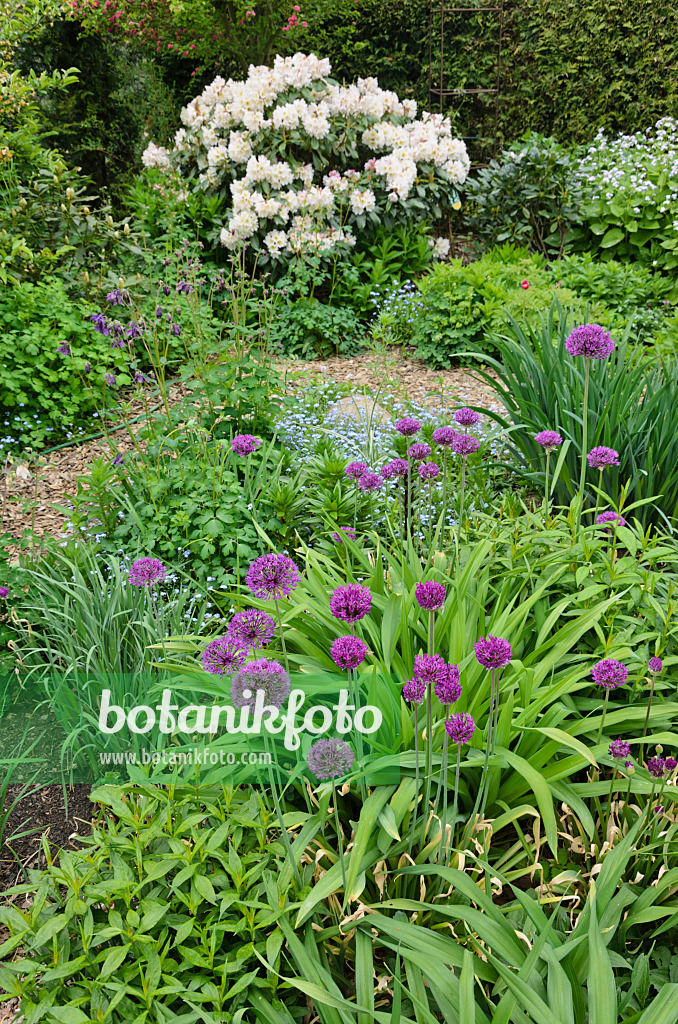 544103 - Rhododendrons (Rhododendron) and ornamental onion (Allium)