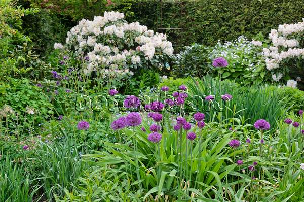 544111 - Rhododendrons (Rhododendron) and ornamental onion (Allium)