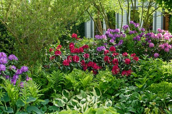 556068 - Rhododendrons (Rhododendron), ostrich fern (Matteuccia struthiopteris) and plantain lilies (Hosta)